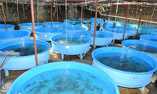 How to get optimum FCR in shrimp culture?